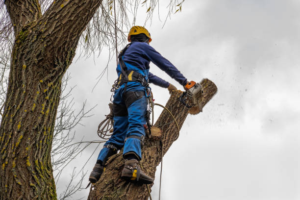 Best Commercial Tree Services  in Mahnomen, MN