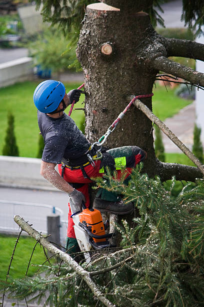 Best Tree and Shrub Care  in Mahnomen, MN