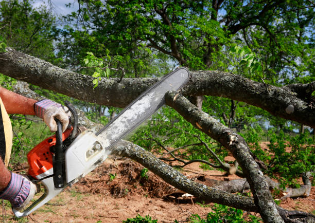 Best Leaf Removal  in Mahnomen, MN